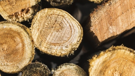 Житель Гусь-Хрустального избежал реального срока за вырубку 139 деревьев