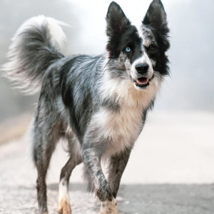 Во Владимирской области выявили новый очаг бешенства