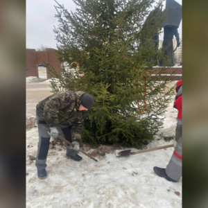 Жители Владимира обеспокоились из-за кривых елей на площади Победы