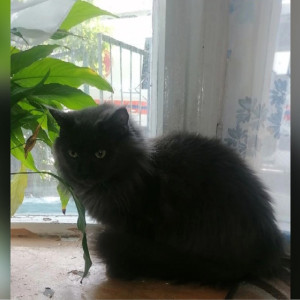 Во Владимире бабушка оказалась взаперти в собственной квартире из-за кошачьего свидания