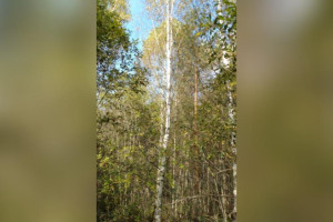 Многодетную семью из Судогды поселили на заросшем деревьями участке