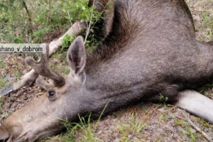 Стали известны подробности ДТП с лосем под Гусь-Хрустальным
