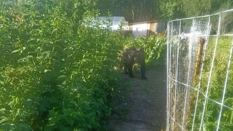 В Александровском районе заметили бурого медвежонка