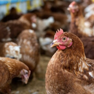 Во Владимирской области ввели карантин по азиатской чуме птиц