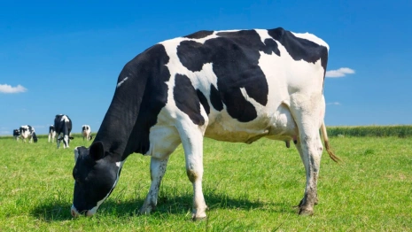 В Гусь-Хрустальном районе отменили карантин по лейкозу крупного рогатого скота