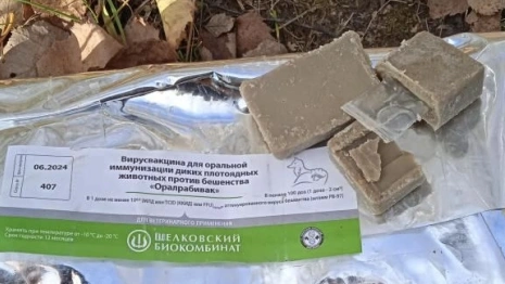 В лесах Владимирской области разложили вакцину от бешенства