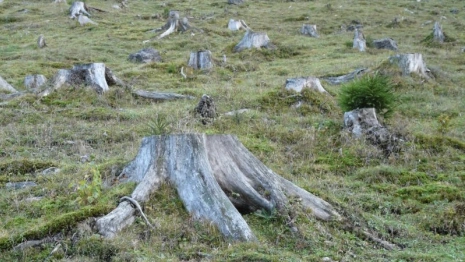 Во Владимире в парке «Дружба» начали вырубать деревья