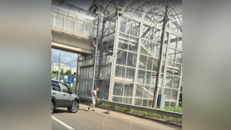 Во Владимире на Пекинке водители спасли семейство уток