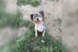 Владимирские волонтеры продолжают искать хозяев для прожившего 3 года взаперти пса