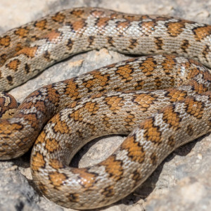 Во Владимире заводчик змей попал в реанимацию после укуса габонской гадюки