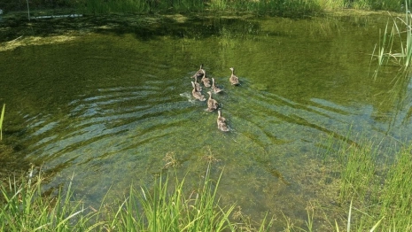 В 6 районах Владимирской области выпустили молодняк кряквы