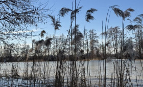 Прогноз погоды во Владимирской области на 11 декабря 2025 года