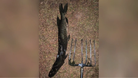 Владимирские полицейские отобрали у нижегородца щуку