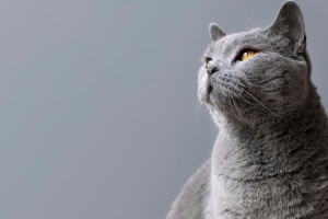 Народные приметы на 26 января 2024 года: что можно и нельзя делать в Ермилов день