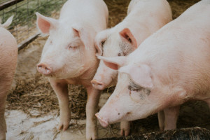 Во Владимирской области начнут работать свинокомплексы
