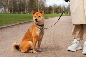 Дети в масках и с хвостами. Что такое квадробинг и почему его хотят запретить