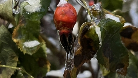 Во Владимирскую область вернутся ночные заморозки
