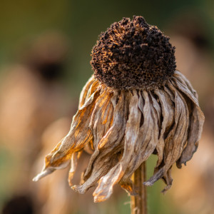 Начало рабочей недели во Владимирской области обещает быть жарким
