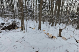 Во Владимире вырубка деревьев в парке «Дружба» обернулась уголовным делом