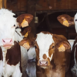 Ферму под Ковровом уличили в масштабном загрязнении воздуха 