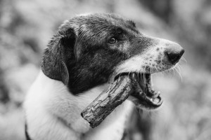 В СНТ в Петушинском районе ввели карантин по бешенству