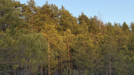 Прогноз погоды во Владимирской области на 4 апреля 2026 года