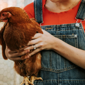 В Селивановском районе ввели карантин по азиатской чуме птиц