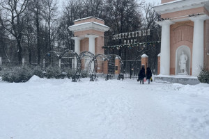На владимирском елочном базаре начали продавать редкие голубые деревья