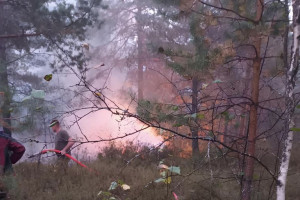 Лесной пожар в Камешковском районе разгорелся с новой силой