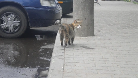 Во Владимире начнут отлавливать бездомных животных