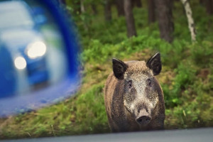 Во Владимирской области иномарка сбила кабана и улетела в кювет