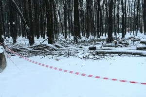 В Центральном парке Владимира приступили к вырубке 172 деревьев