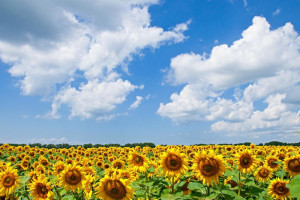 Прогноз погоды во Владимире и области на 31 августа 2025 года