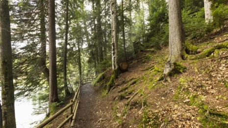 Во Владимирской области 76-летнего мужчину с собакой нашли живым