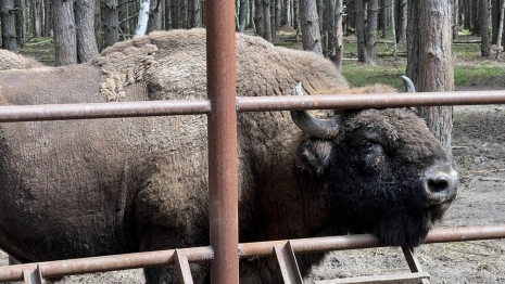 Во Владимирской области создадут природный заповедник для зубров