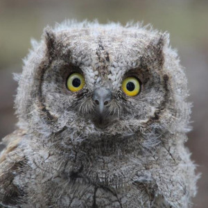 Во Владимирской области специалисты окольцевали птенца сплюшки