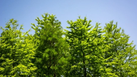 Прогноз погоды во Владимире и области на 27 мая