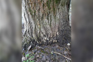 Жителей Гусь-Хрустального района предупредили о возможном нашествии шелкопряда