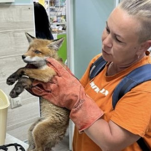 Владимирские волонтеры спасли раненого лисенка