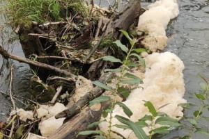 Прокуратура потребовала возбудить уголовное дело из-за загрязнения реки Пекша в Кольчугино