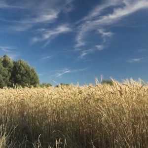 Владимирская область может остаться без деревни Бухолово