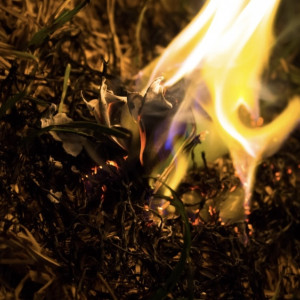 С начала весны во Владимирской области сухая трава загорелась в 8 местах