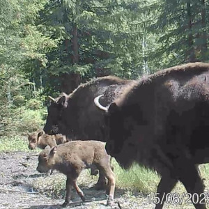 В природном заказнике в Вязниковском районе родились 2 зубренка