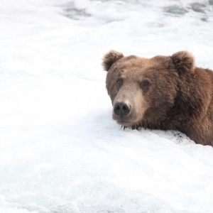 Жителям Владимирской области запретили держать дома медведей и бегемотов