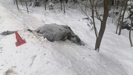 Во Владимирской области за год сбили 128 диких животных