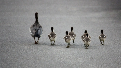 Владимирцы сняли милое видео с идущим по городу мамой-уткой и крошечными утятами
