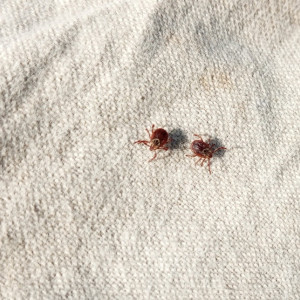 Клещи: как защититься и что делать после их присасывания