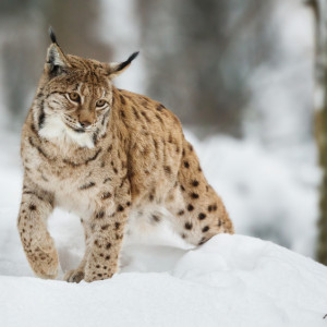 Во Владимирской области рысь застряла на платнике М-12