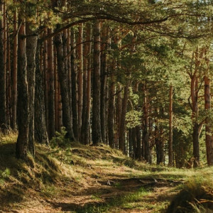 Во Владимирской области нашли живой заблудившуюся в лесу пенсионерку с собакой 