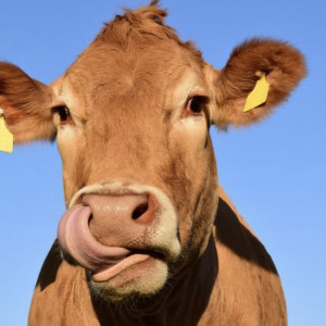 День Вуколы Телятника: что можно и чего нельзя делать 19 февраля